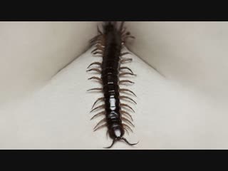 human centipede 2 2011